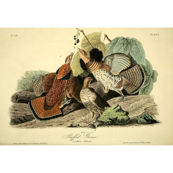 Birds of America 1844 Ruffed Grouse Poster Print by J.J. Audubon