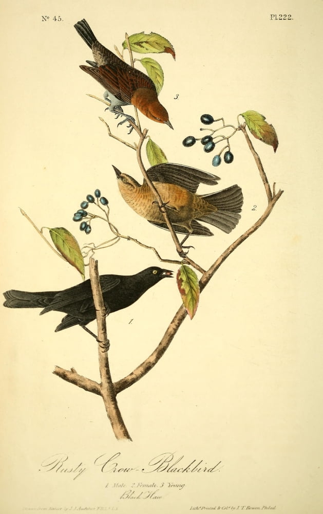 Birds of America 1844 Rusty Crow Blackbird Canvas Art - JJ Audubon (24 x 36)