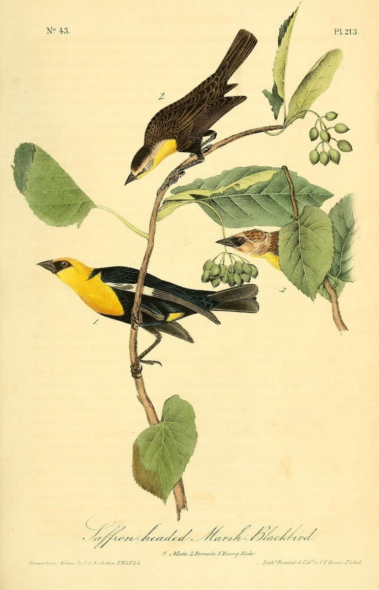 Birds of America 1844 Saffron-headed Marsh Blackbird Canvas Art - JJ Audubon (24 x 36)