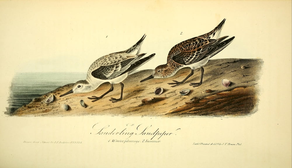 Birds of America 1844 Sanderling Sandpiper Canvas Art - JJ Audubon (18 x 24)