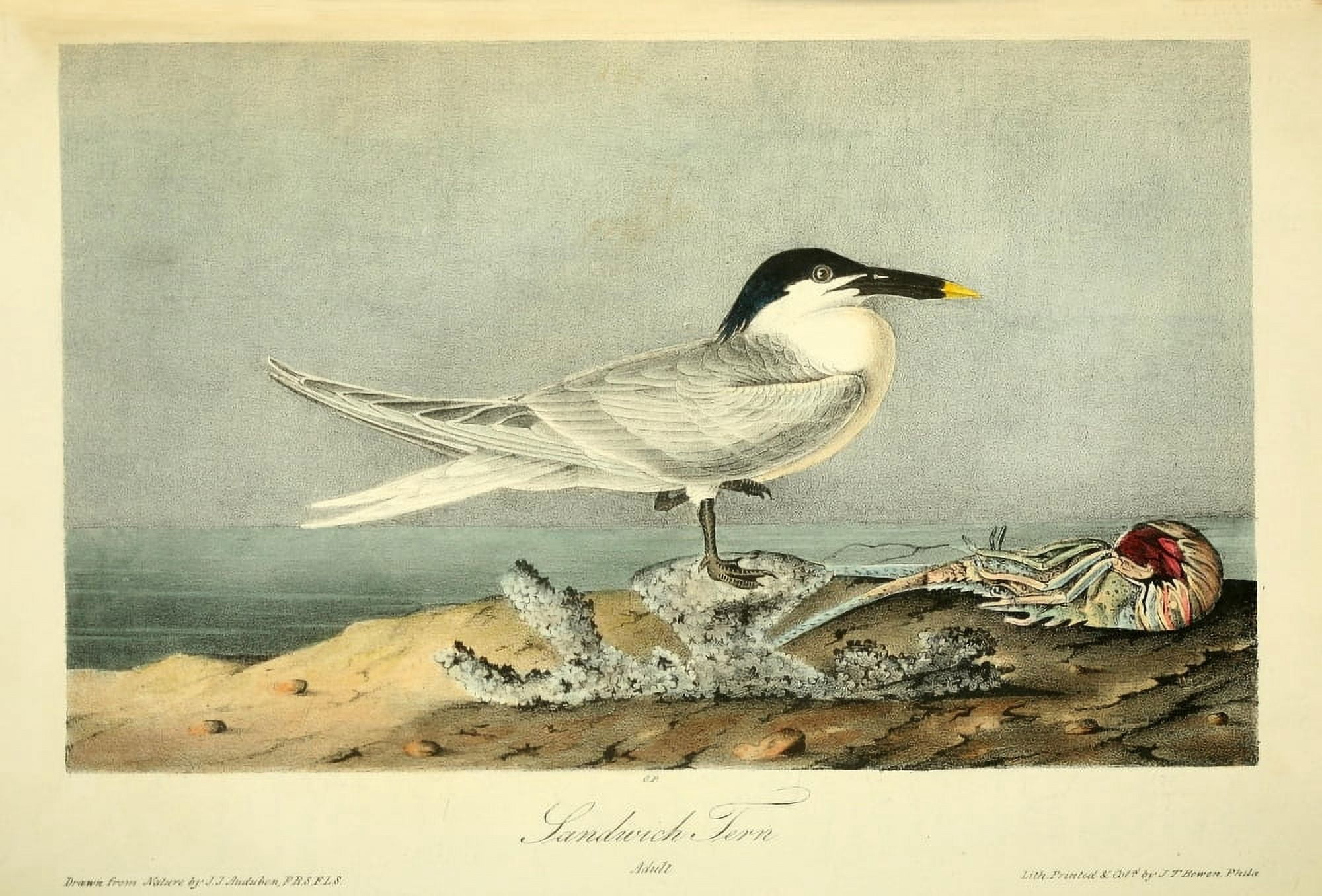 Birds of America 1844 Sandwich Tern Canvas Art - JJ Audubon (18 x 24)
