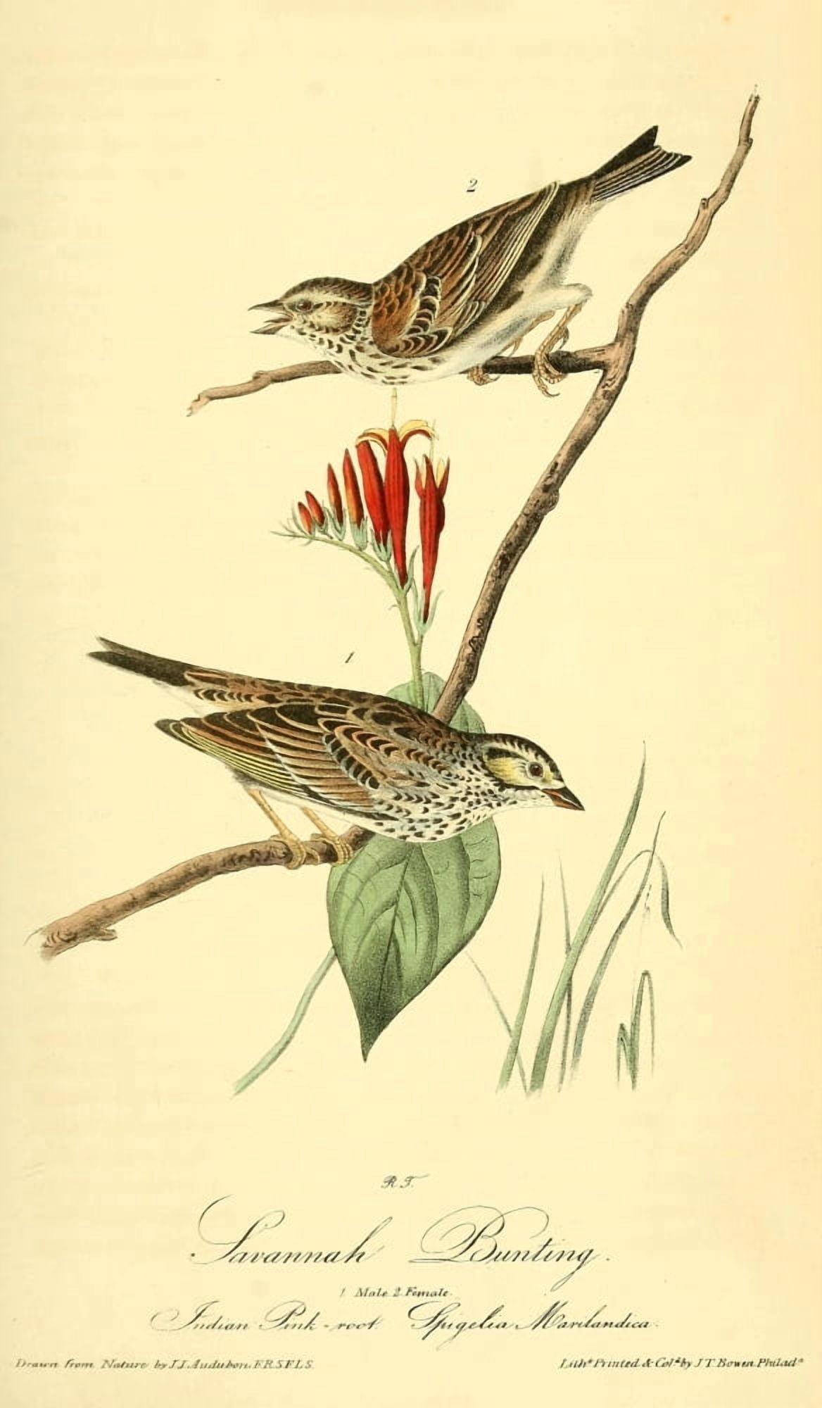 Birds of America 1844 Savannah Bunting Canvas Art - JJ Audubon (18 x 24)