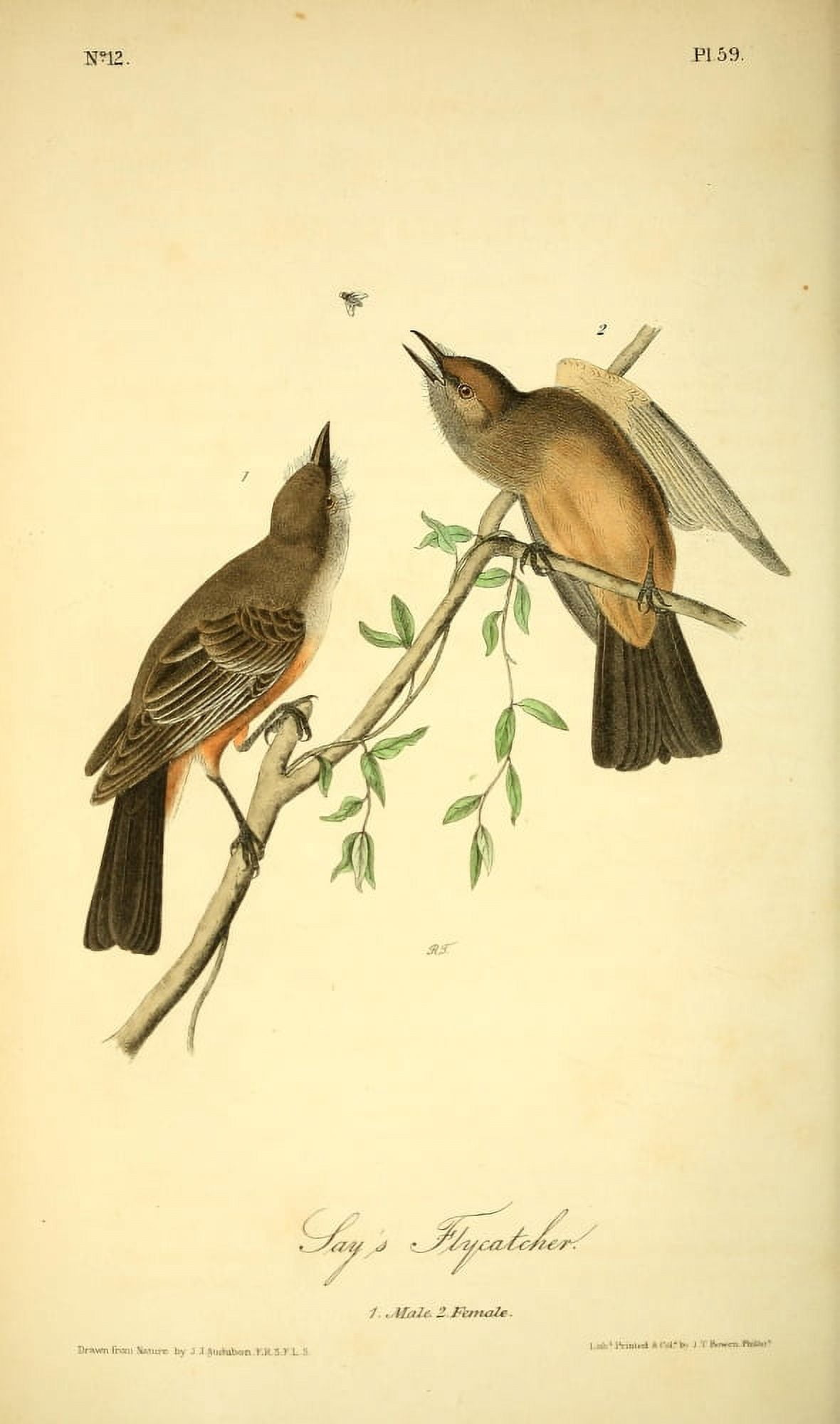 Birds of America 1844 Says Flycatcher Canvas Art - JJ Audubon (18 x 24)