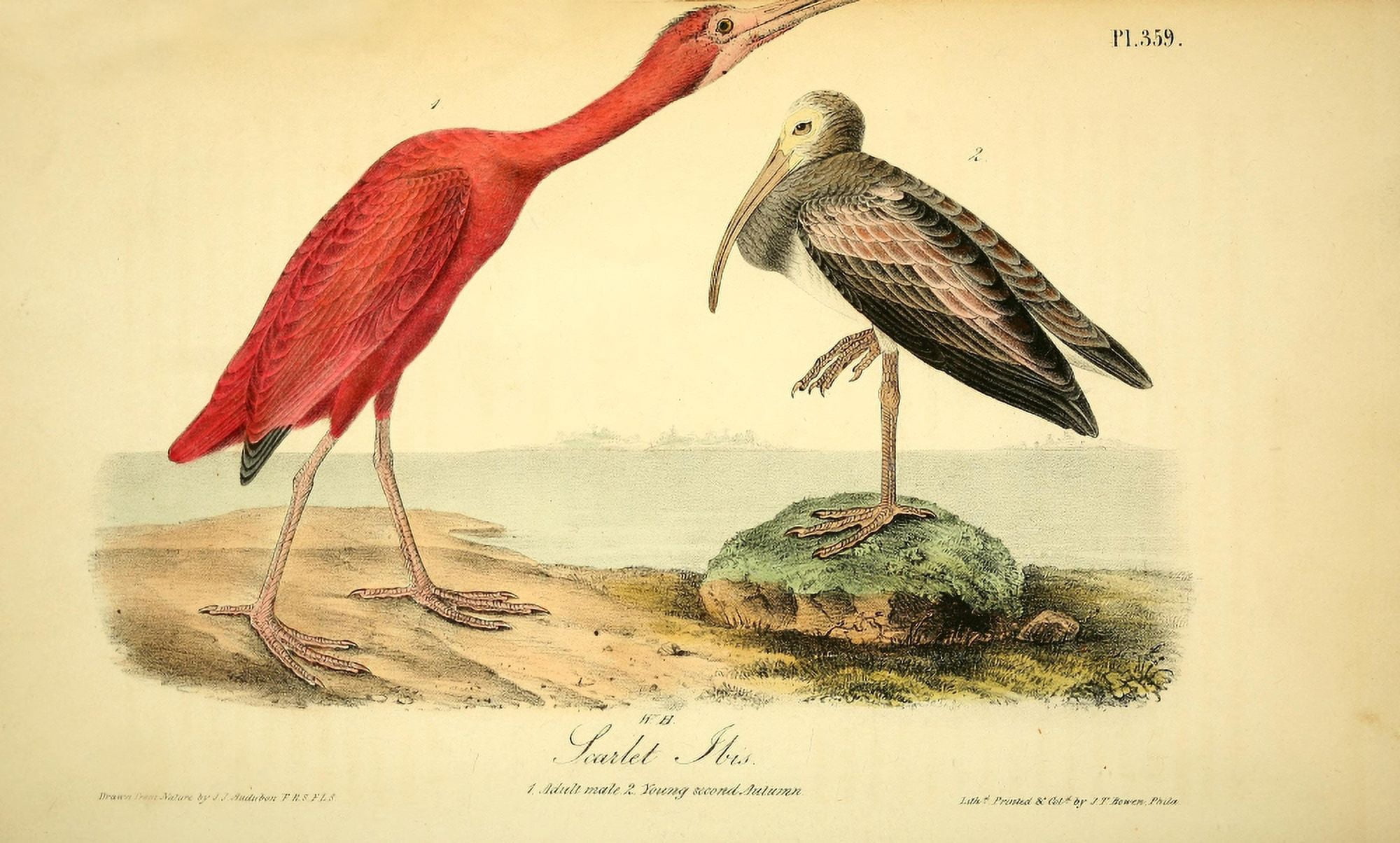 Birds of America 1844 Scarlet Ibis Canvas Art - JJ Audubon (18 x 24)