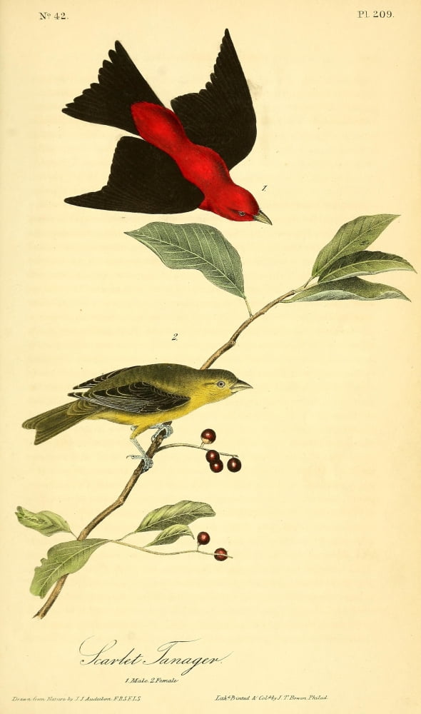 Birds of America 1844 Scarlet Tanager Canvas Art - JJ Audubon (18 x 24)