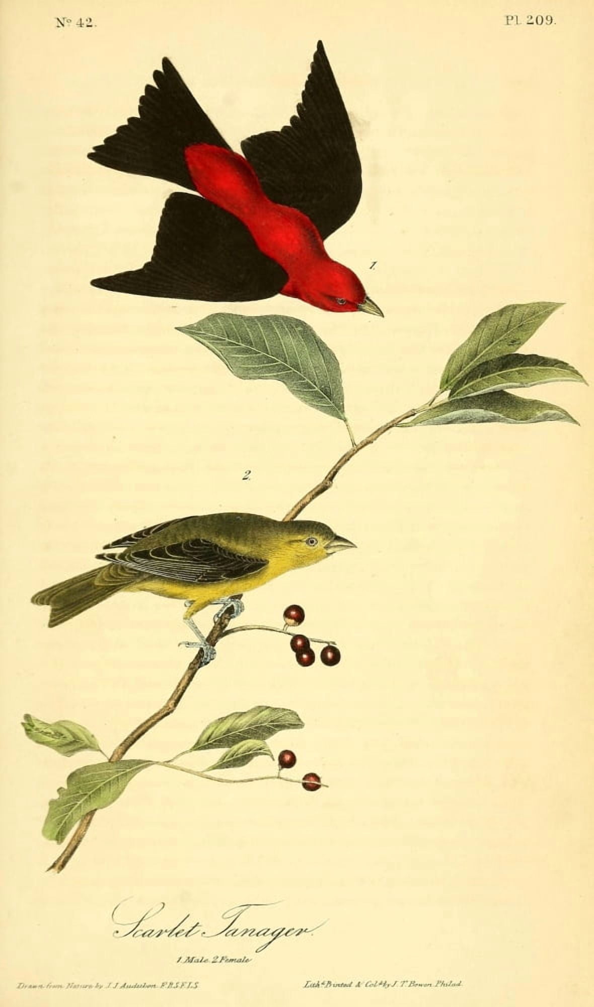 Birds of America 1844 Scarlet Tanager Canvas Art - JJ Audubon (24 x 36)
