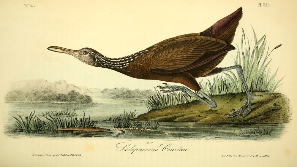 Birds of America 1844 Scolopaceous Canvas Art - JJ Audubon (24 x 36)