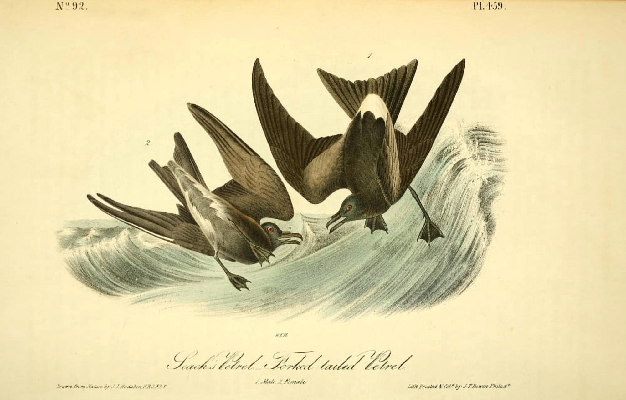 Birds of America 1844 Seachs Petrel Canvas Art - JJ Audubon (18 x 24)