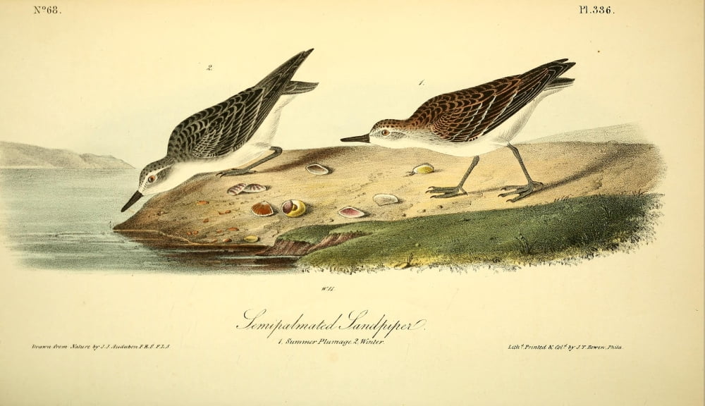 Birds of America 1844 Semi-palmated Sandpiper Canvas Art - JJ Audubon (24 x 36)