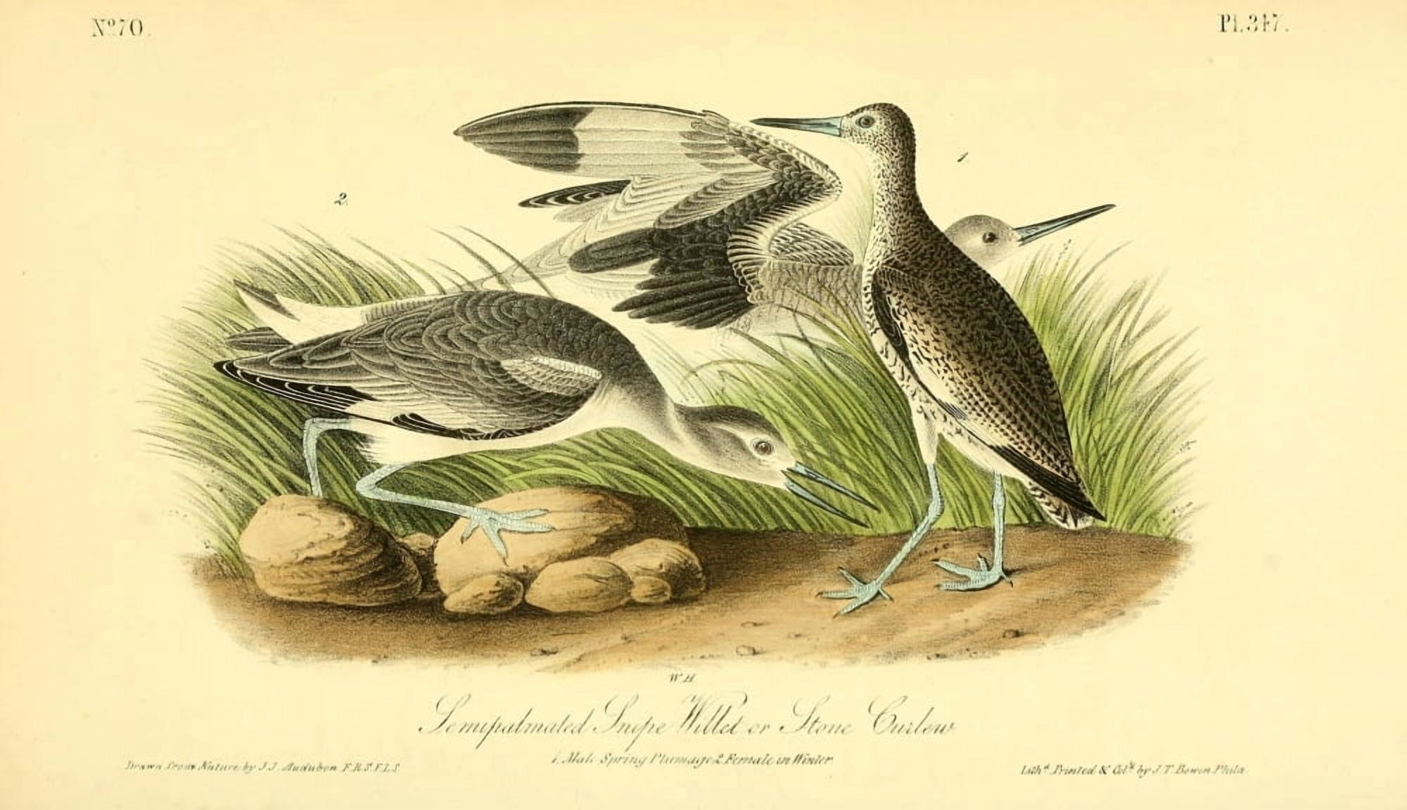 Birds of America 1844 Semi-palmated Snipe Canvas Art - JJ Audubon (18 x 24)