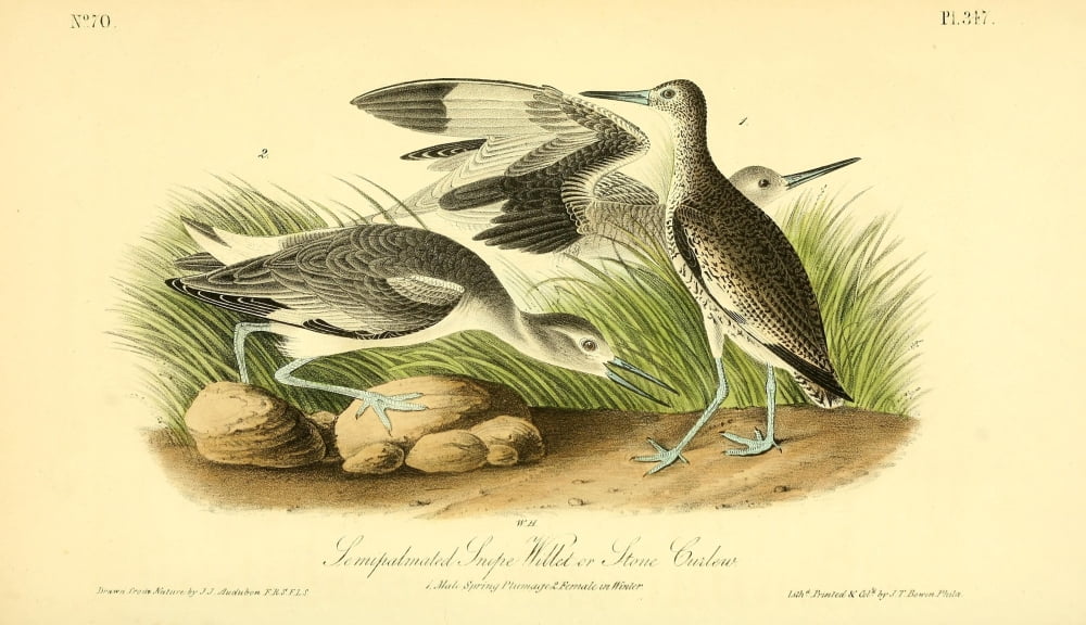 Birds of America 1844 Semi-palmated Snipe Canvas Art - JJ Audubon (24 x 36)