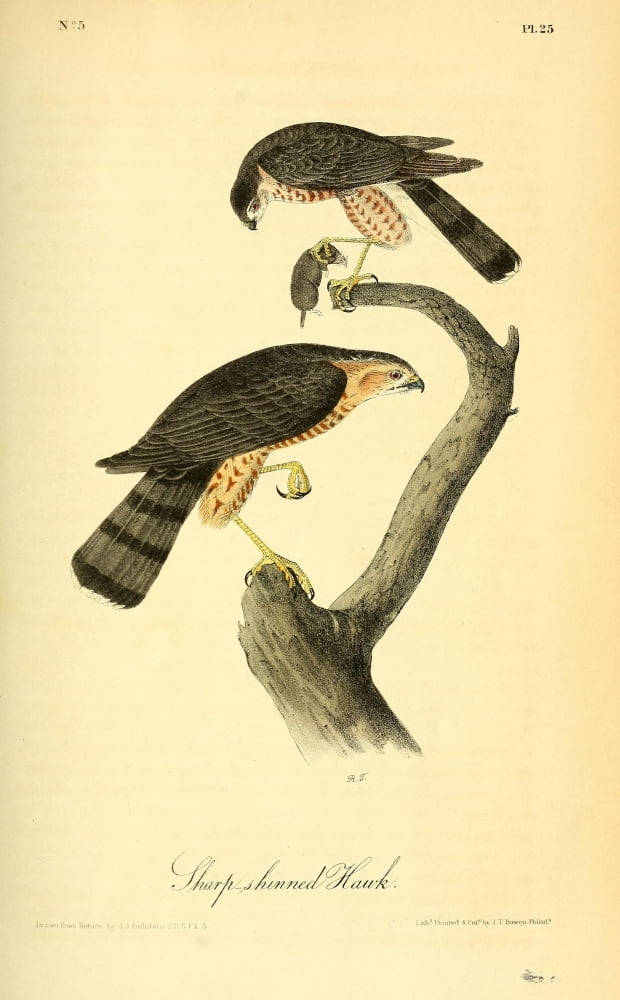 Birds of America 1844 Sharp-shinned Hawk Canvas Art - JJ Audubon (18 x 24)