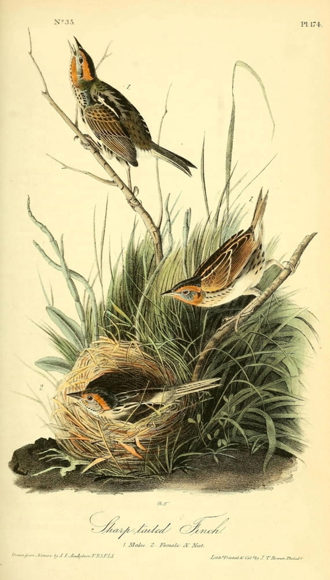 Birds of America 1844 Sharp-tailed Finch Canvas Art - JJ Audubon (18 x 24)