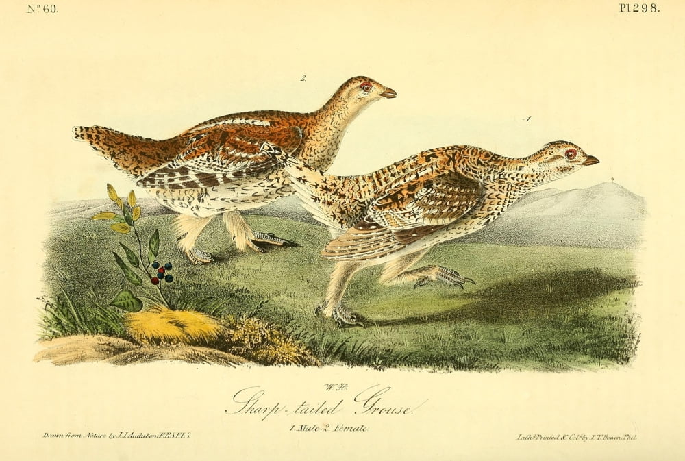 Birds of America 1844 Sharp-tailed Grouse Canvas Art - JJ Audubon (18 x 24)