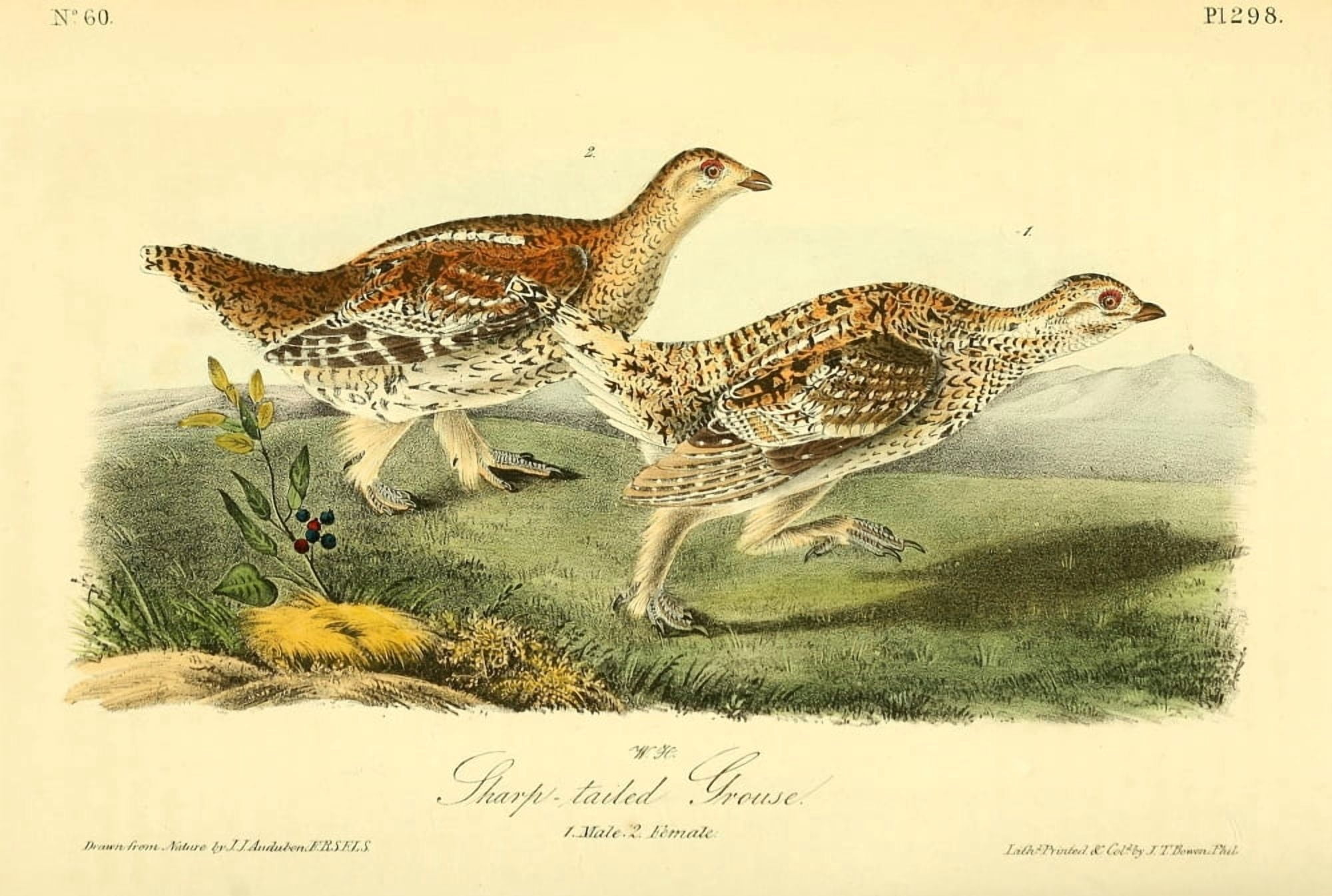 Birds of America 1844 Sharp-tailed Grouse Canvas Art - JJ Audubon (24 x 36)