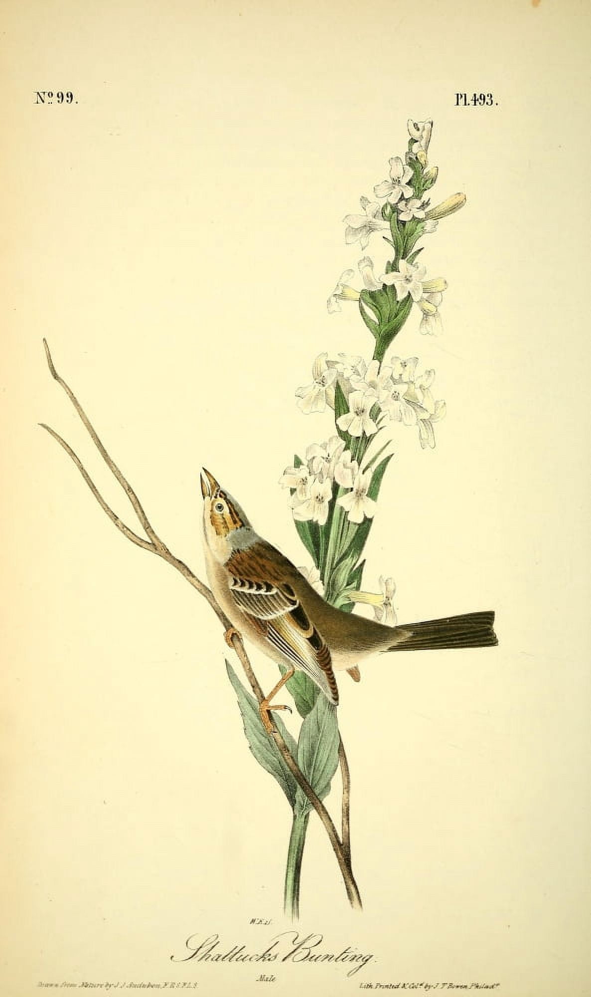 Birds of America 1844 Shattucks Bunting Canvas Art - JJ Audubon (24 x 36)
