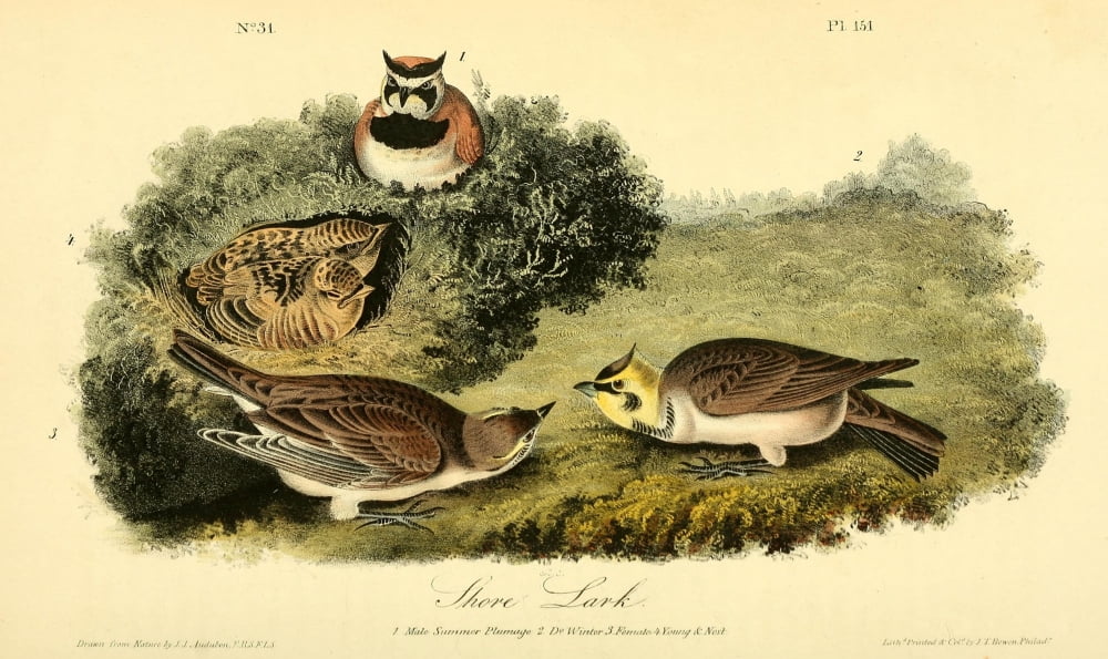 Birds of America 1844 Shore Lark Canvas Art - JJ Audubon (18 x 24)