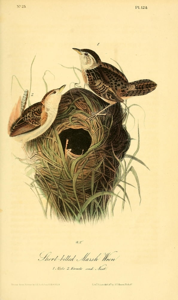 Birds of America 1844 Short-billed Marsh Wren Canvas Art - JJ Audubon (24 x 36)