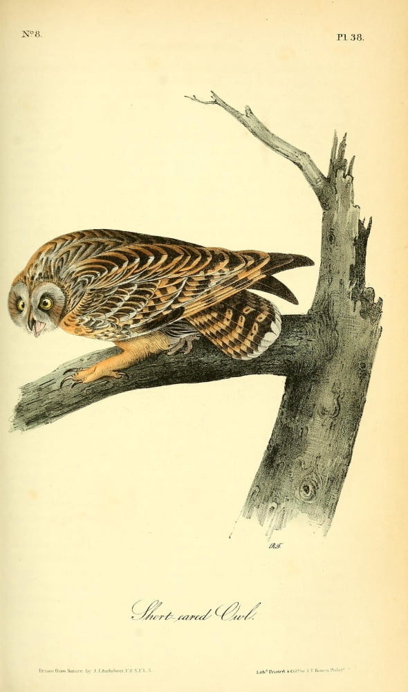 Birds of America 1844 Short-eared Owl Canvas Art - JJ Audubon (18 x 24)
