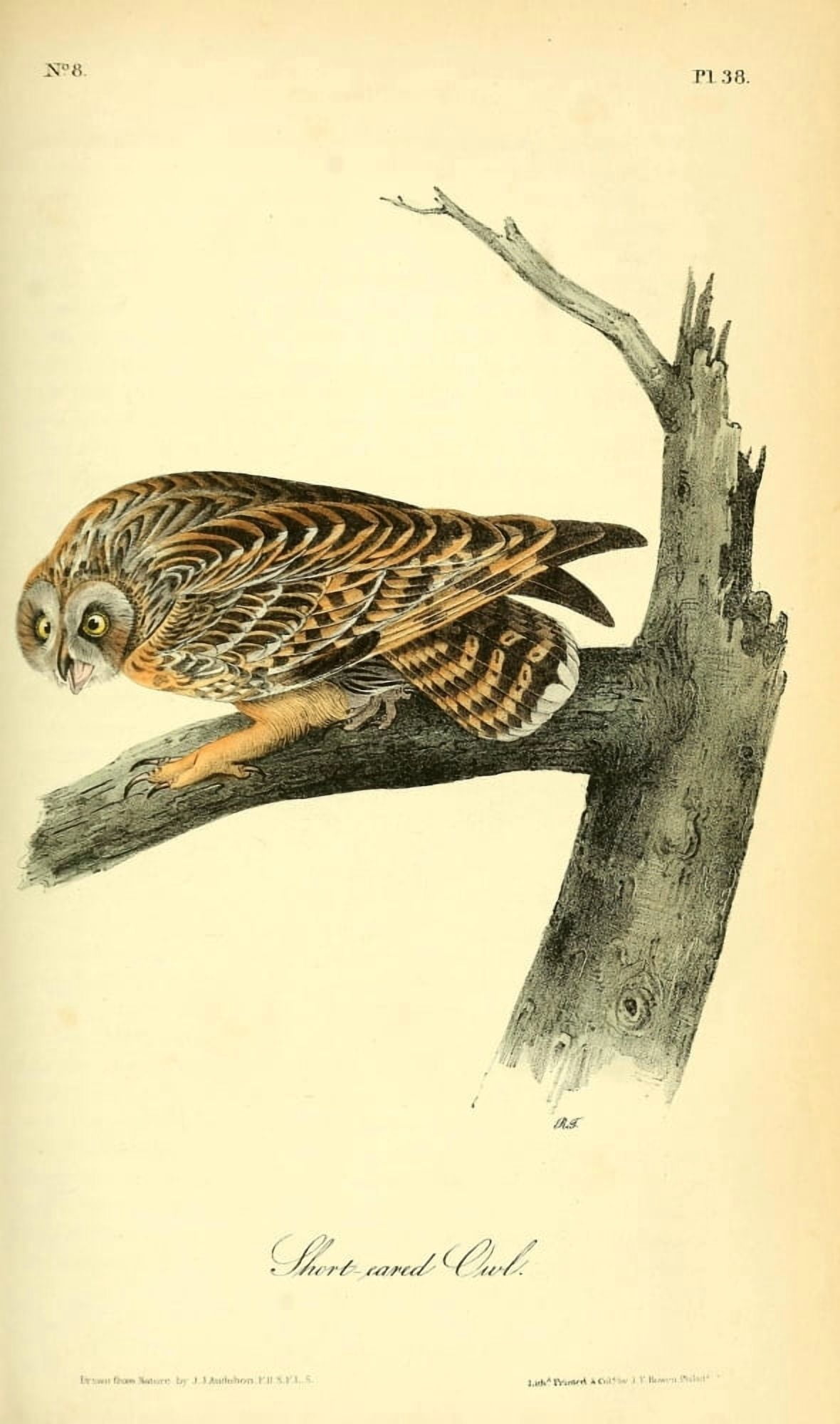 Birds of America 1844 Short-eared Owl Canvas Art - JJ Audubon (24 x 36)