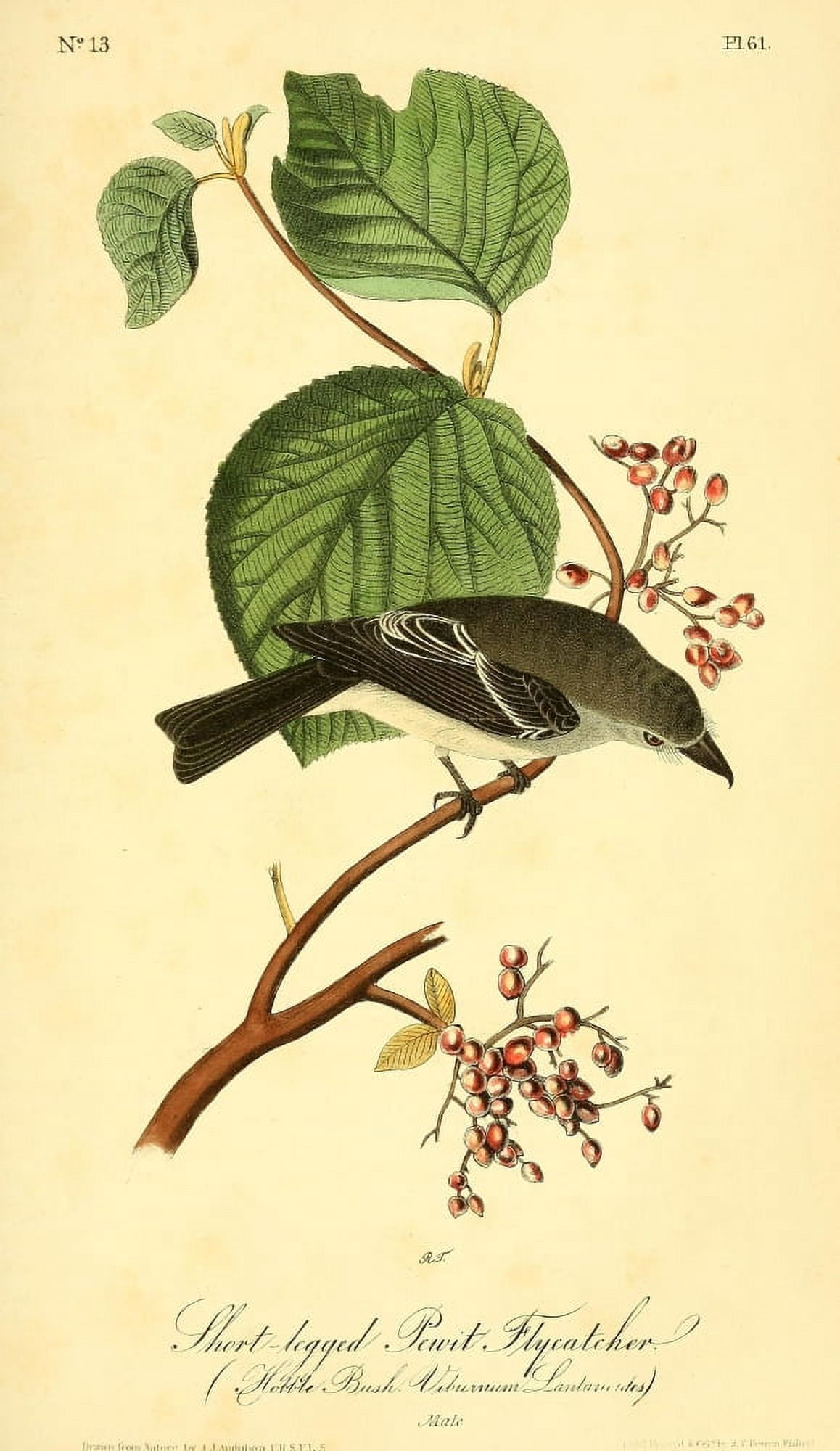 Birds of America 1844 Short-legged Pewit Flycatcher Canvas Art - JJ Audubon (18 x 24)