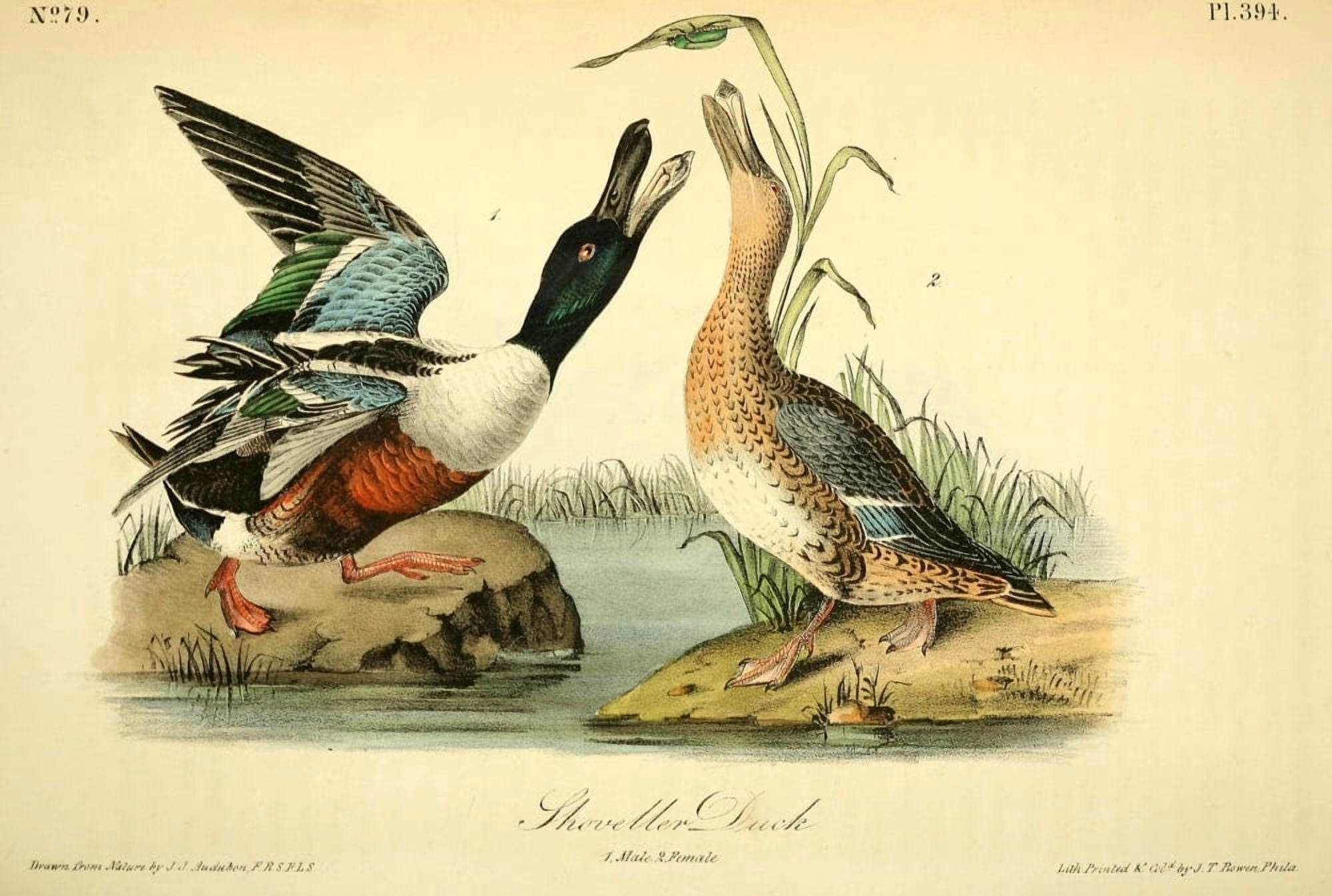Birds of America 1844 Shoveller Duck Canvas Art - JJ Audubon (18 x 24)
