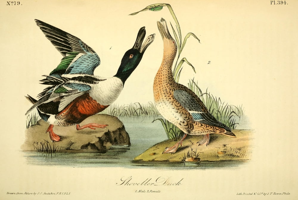 Birds of America 1844 Shoveller Duck Canvas Art - JJ Audubon (24 x 36)