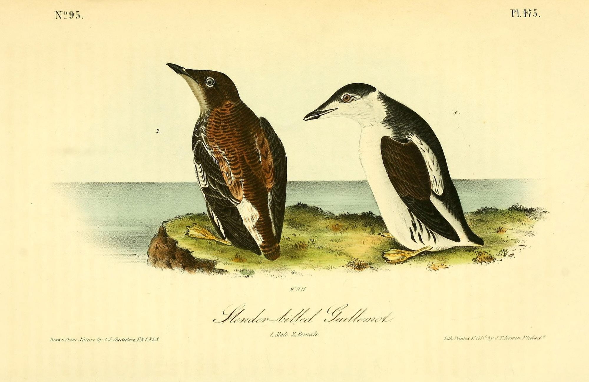 Birds of America 1844 Slender-billed Guillemot Canvas Art - JJ Audubon (18 x 24)