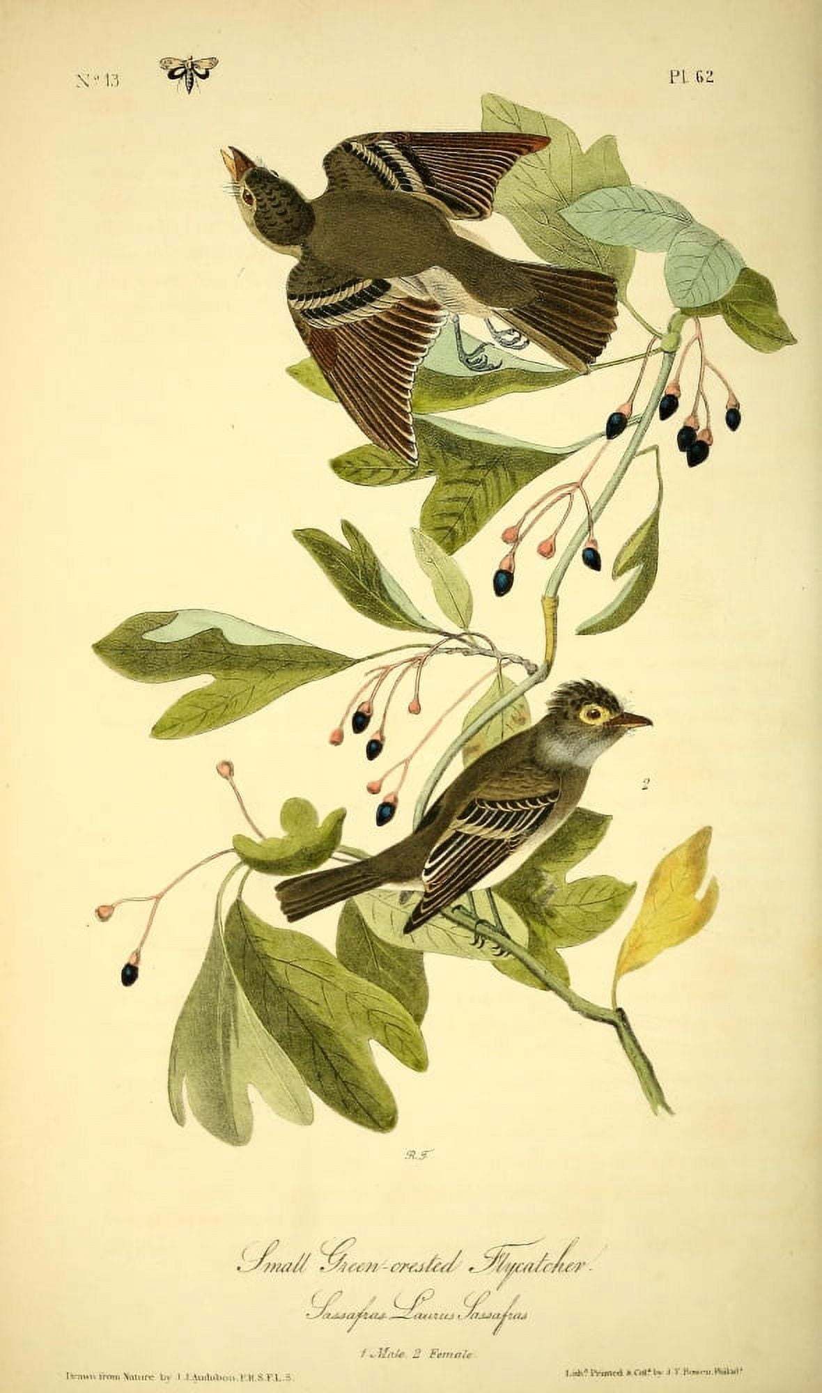 Birds of America 1844 Small Green-crested Flycatcher Canvas Art - JJ Audubon (18 x 24)
