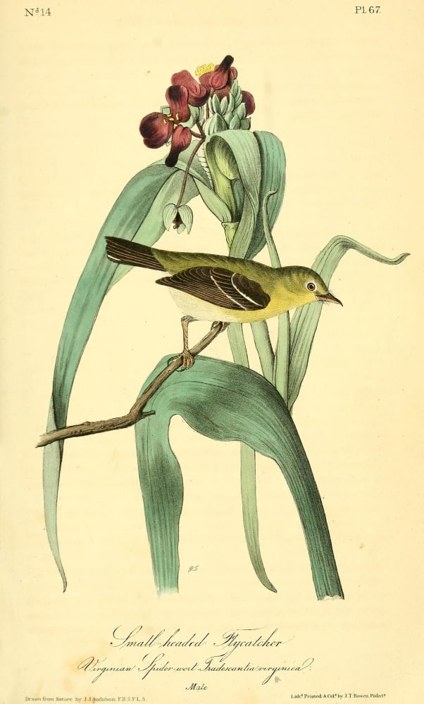 Birds of America 1844 Small-headed Flycatcher Canvas Art - JJ Audubon (24 x 36)