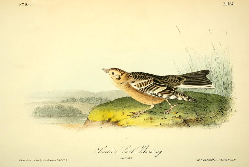 Birds of America 1844 Smiths Lark Bunting Canvas Art - JJ Audubon (24 x 36)