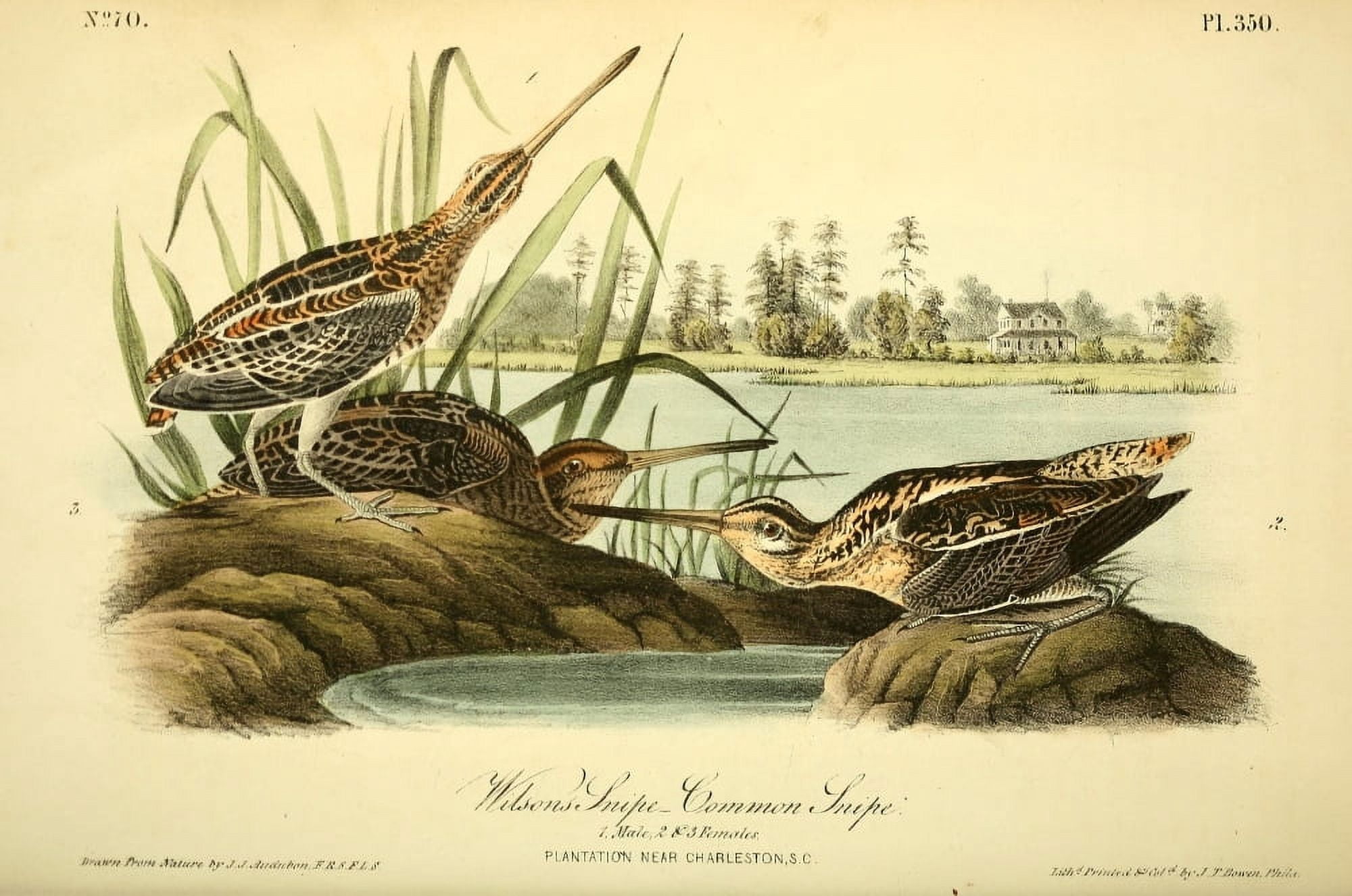 Birds of America 1844 Snipes Canvas Art - JJ Audubon (18 x 24)