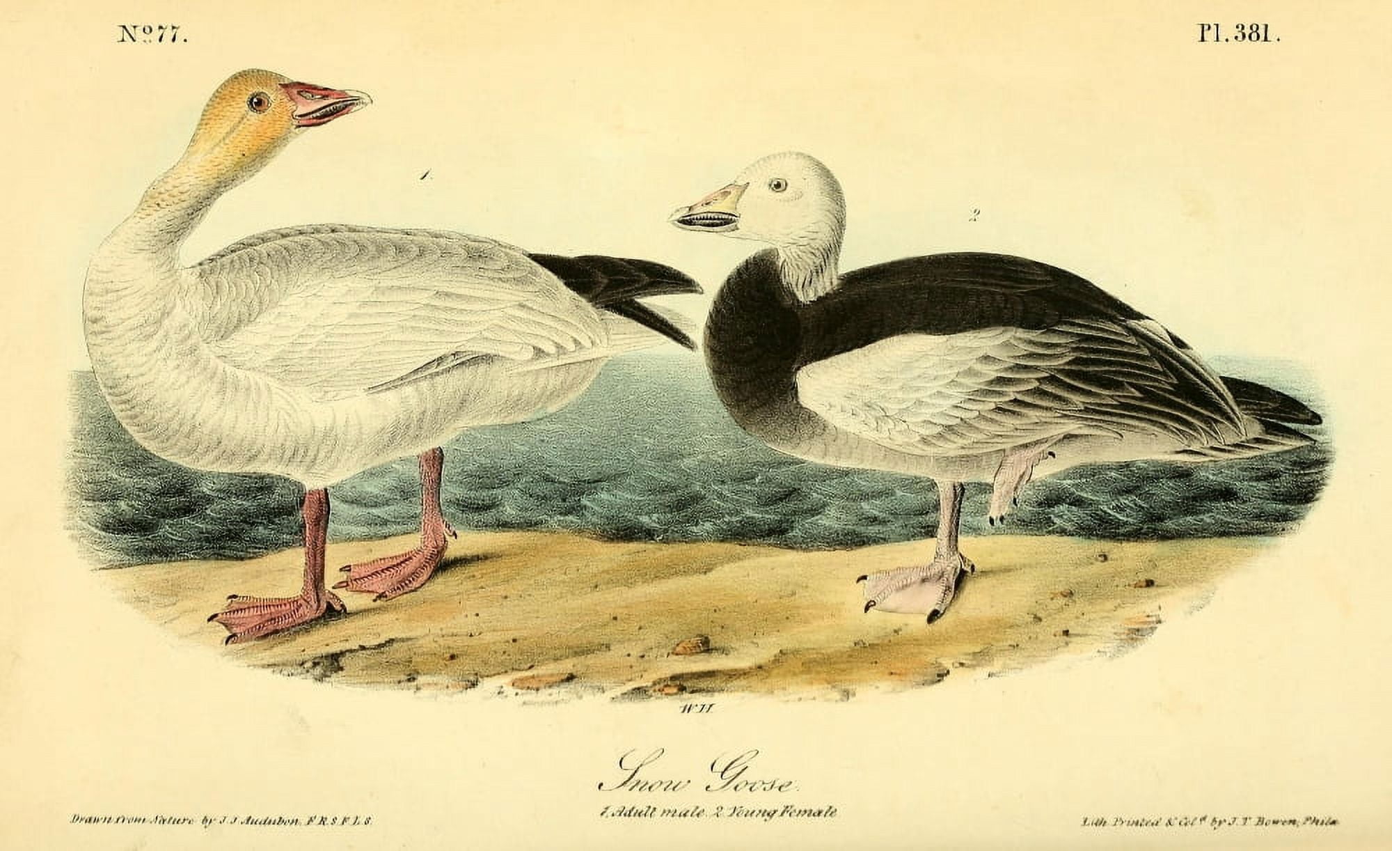 Birds of America 1844 Snow Goose Canvas Art - JJ Audubon (24 x 36)