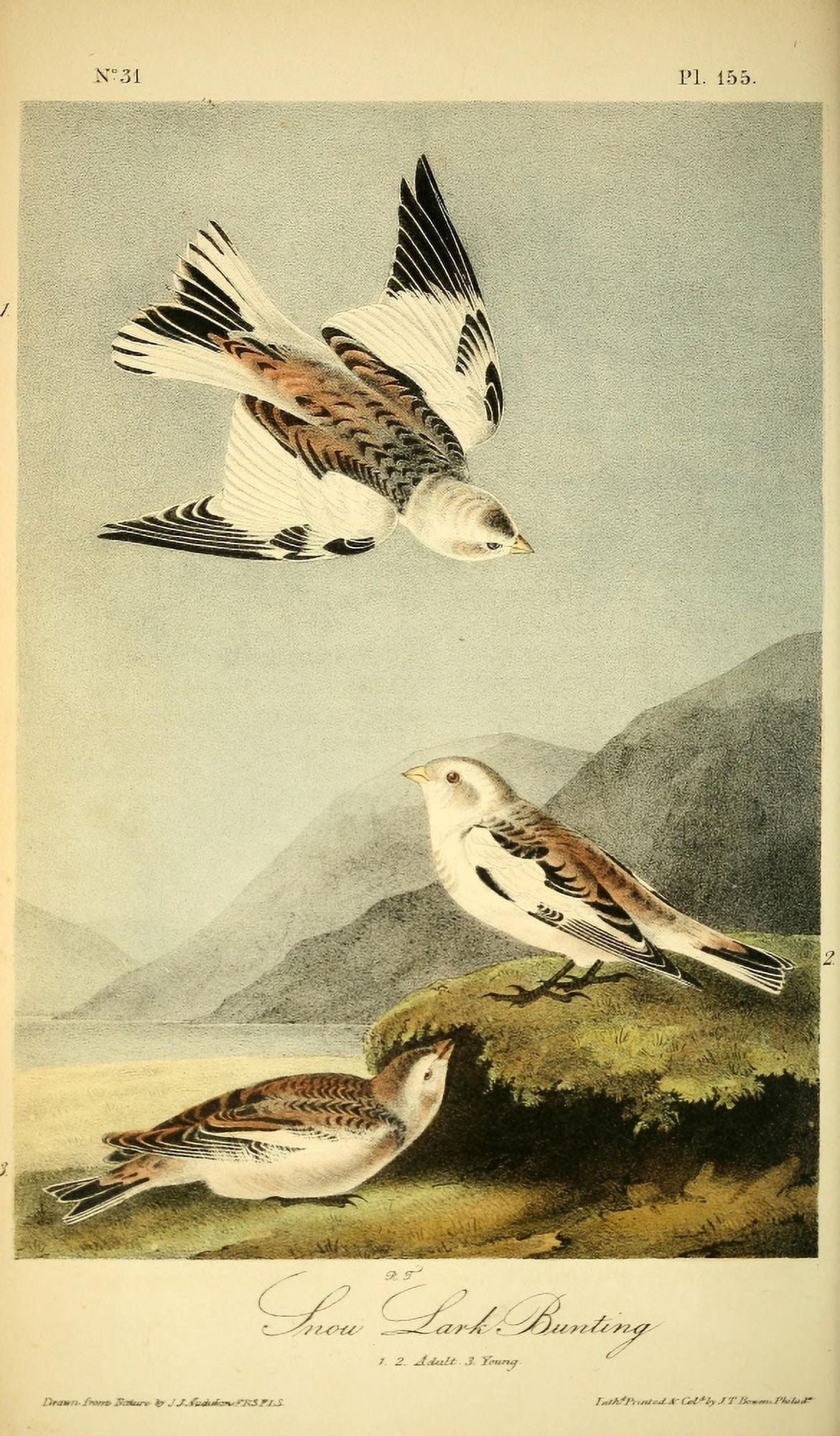 Birds of America 1844 Snow Lark Bunting Canvas Art - JJ Audubon (18 x 24)
