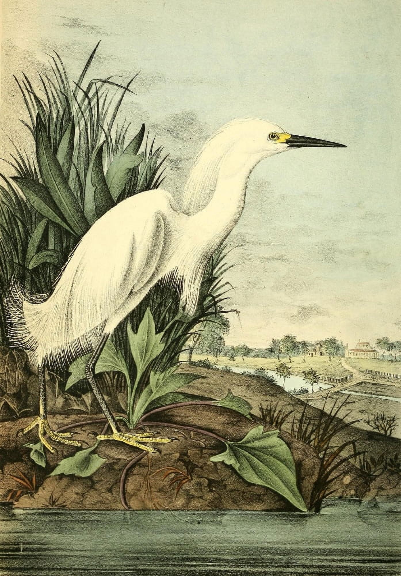Birds of America 1844 Snowy Heron Canvas Art - JJ Audubon (24 x 36)