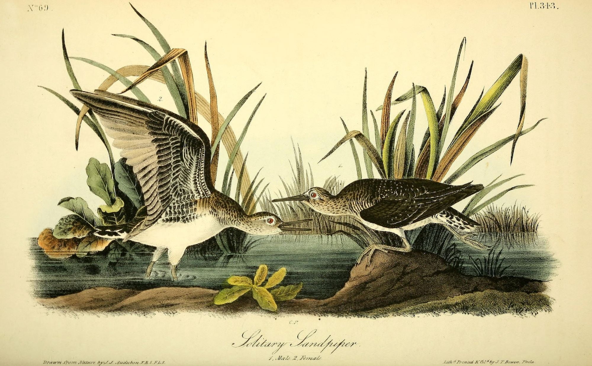Birds of America 1844 Solitary Sandpiper Canvas Art - JJ Audubon (18 x 24)