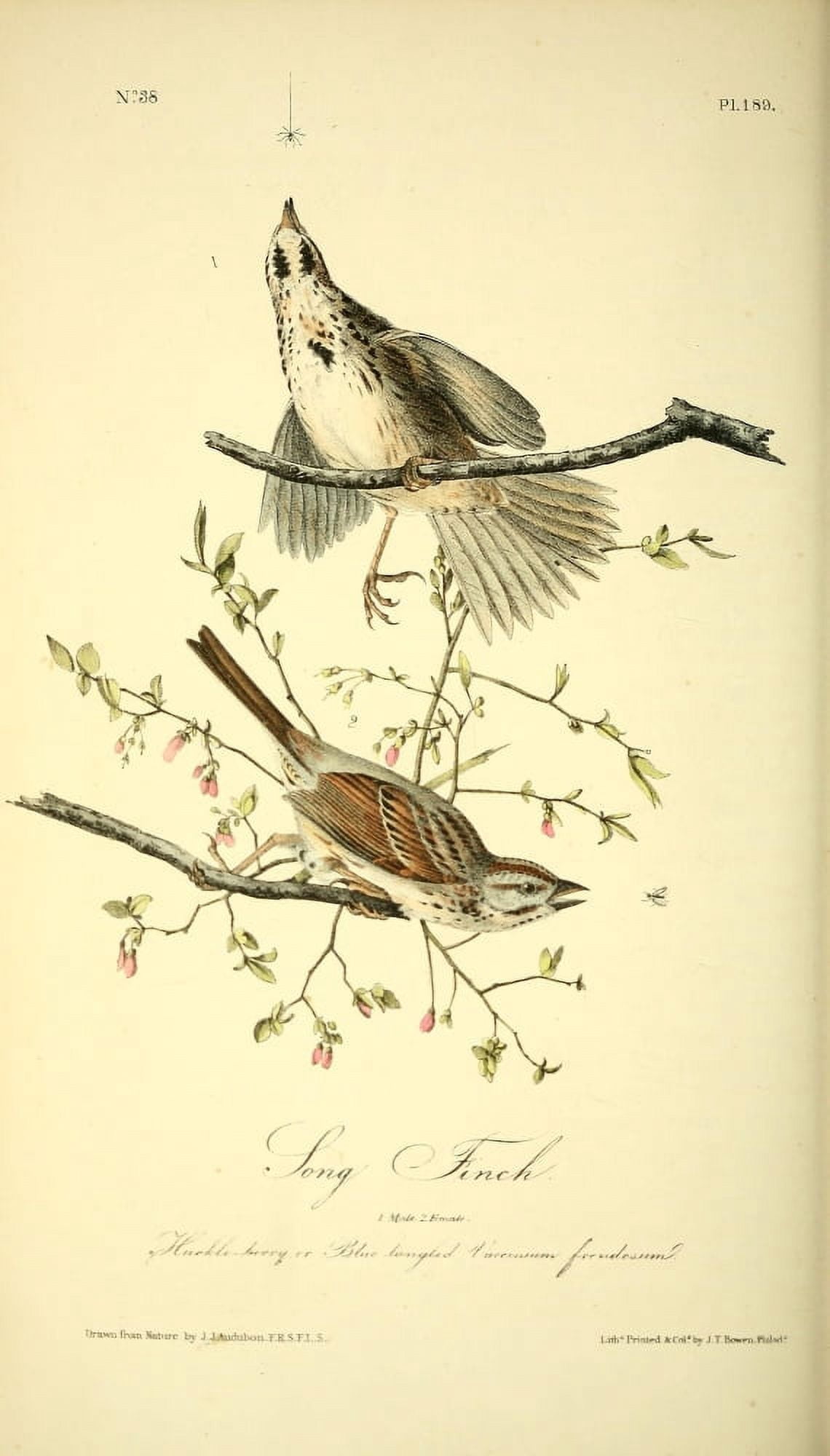 Birds of America 1844 Song Finch Canvas Art - JJ Audubon (24 x 36)