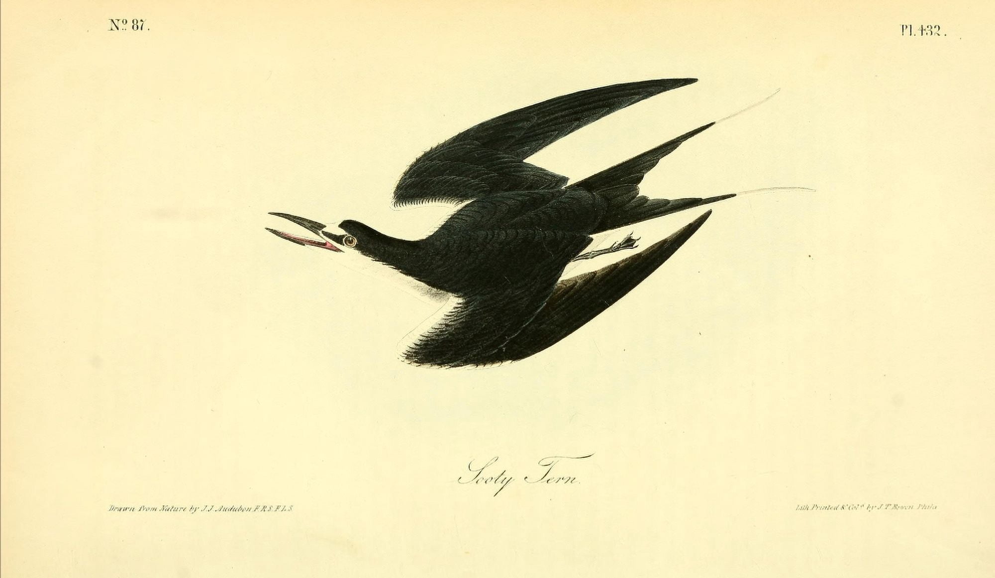 Birds of America 1844 Sooty Tern Canvas Art - JJ Audubon (18 x 24)