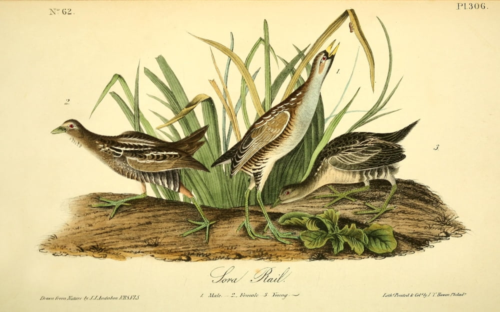 Birds of America 1844 Sora Rail Canvas Art - JJ Audubon (24 x 36)