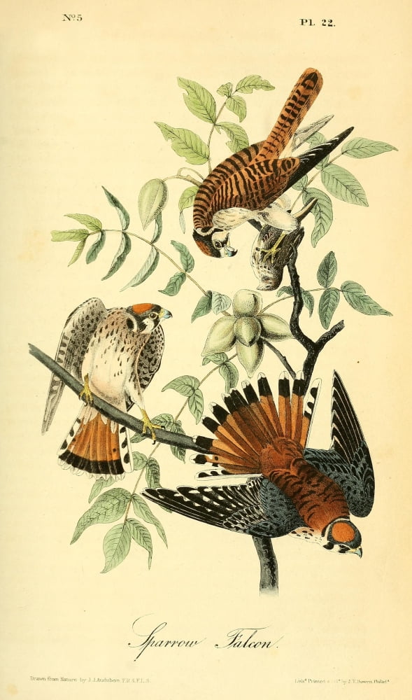 Birds of America 1844 Sparrow Falcon Canvas Art - JJ Audubon (18 x 24)