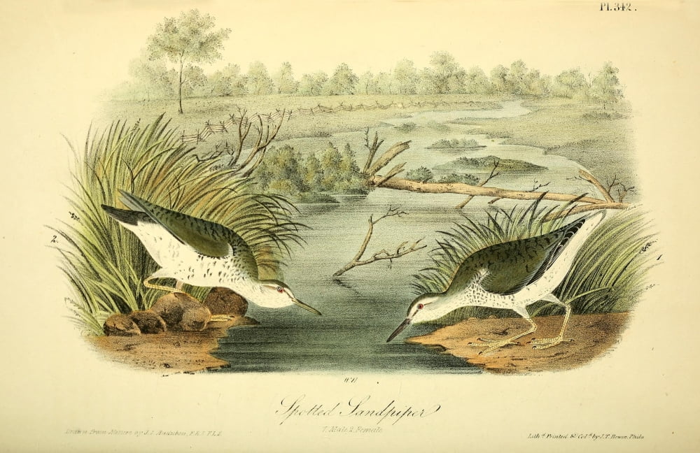 Birds of America 1844 Spotted Sandpiper Canvas Art - JJ Audubon (24 x 36)