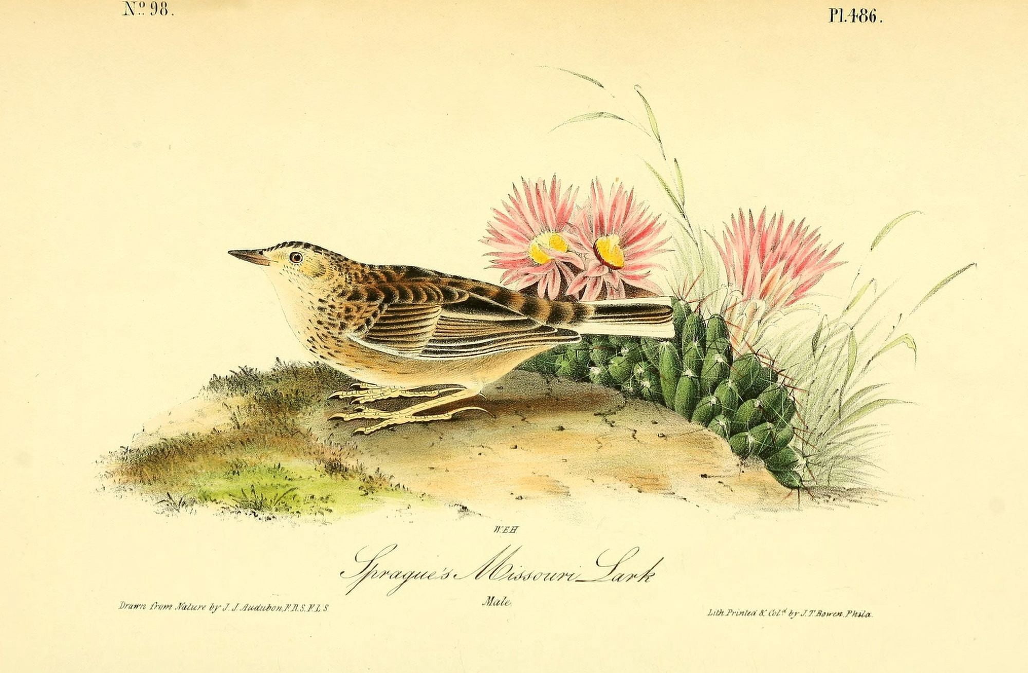 Birds of America 1844 Spragues Missouri Lark Canvas Art - JJ Audubon (18 x 24)