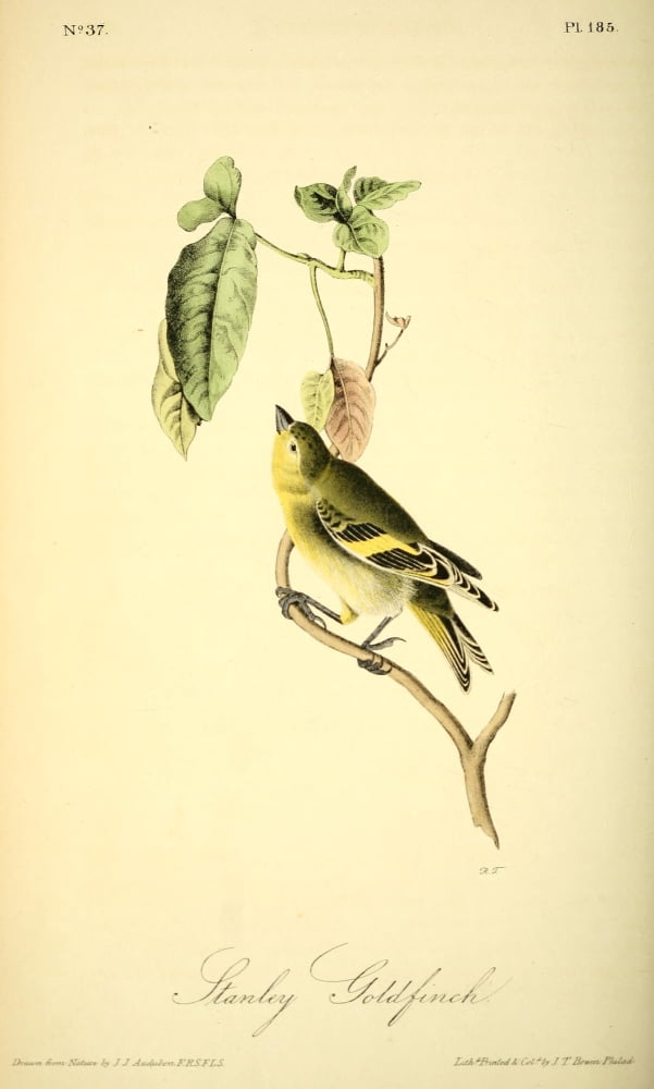 Birds of America 1844 Stanley Goldfinch Canvas Art - JJ Audubon (24 x 36)