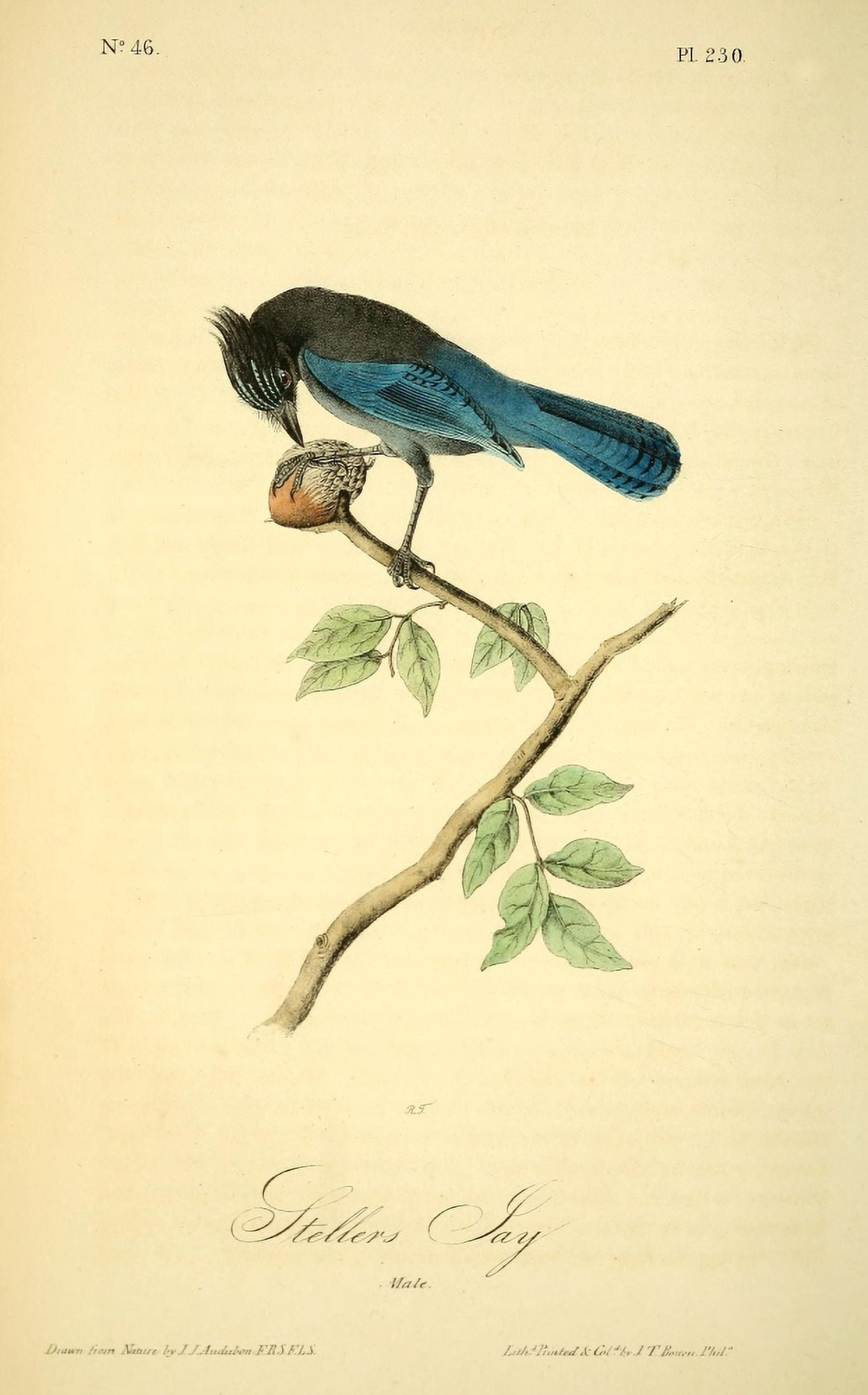 Birds of America 1844 Stellers Jay Canvas Art - JJ Audubon (24 x 36)