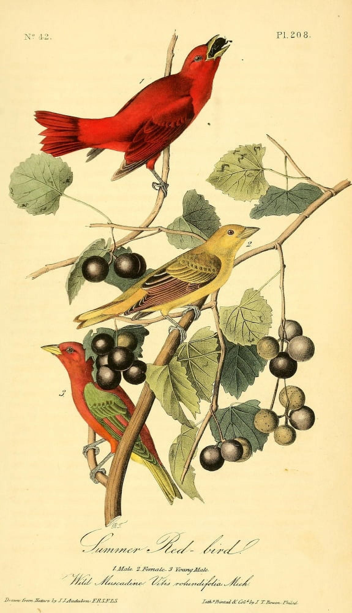 Birds of America 1844 Summer Red Bird Canvas Art - JJ Audubon (24 x 36)