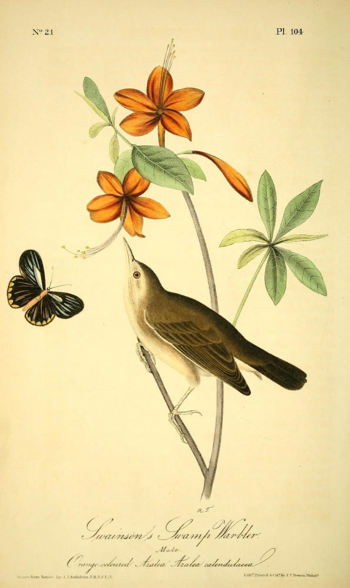Birds of America 1844 Swainsons Swamp Warbler Canvas Art - JJ Audubon (18 x 24)