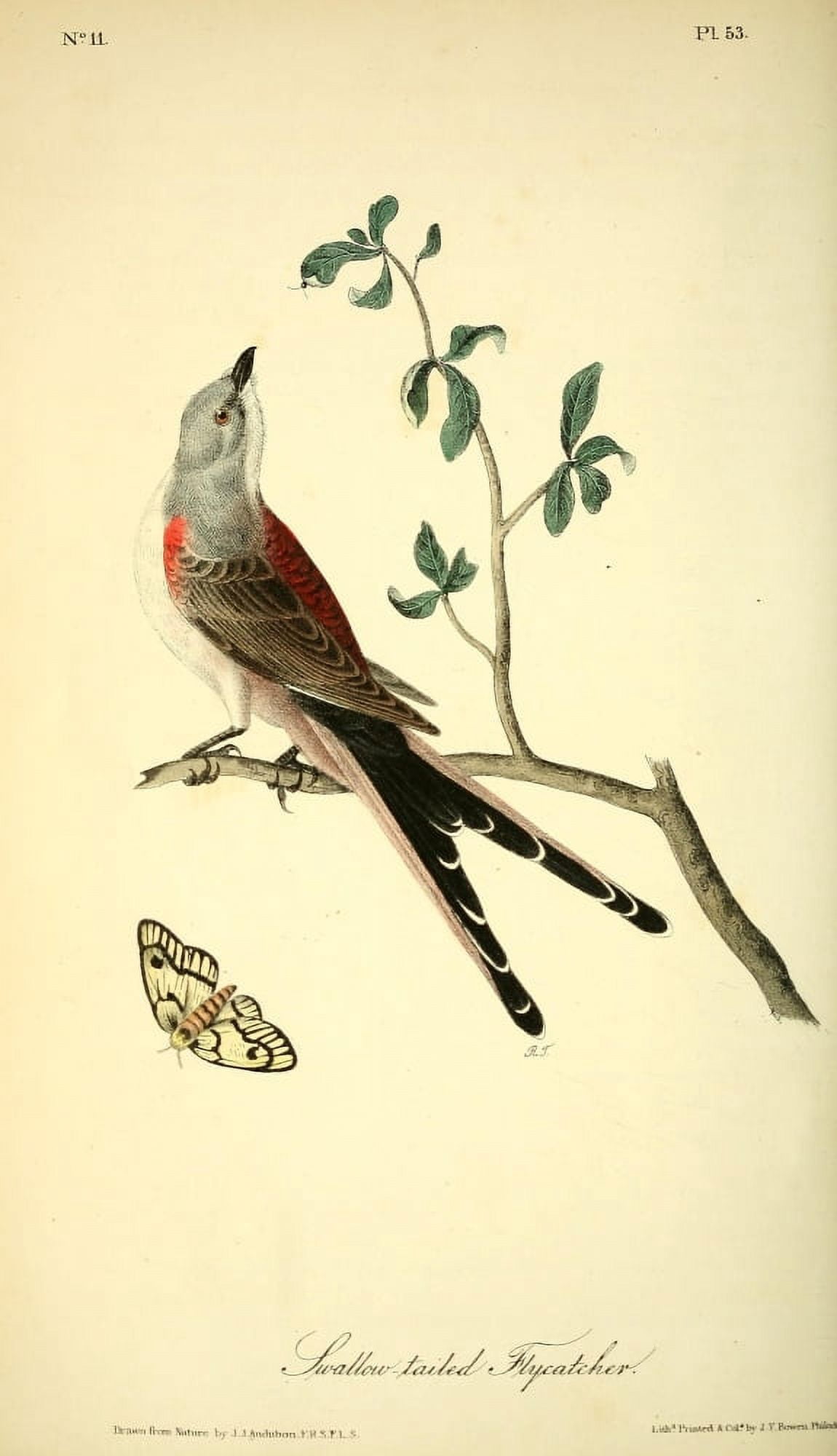 Birds of America 1844 Swallow-tailed Flycatcher Canvas Art - JJ Audubon (18 x 24)