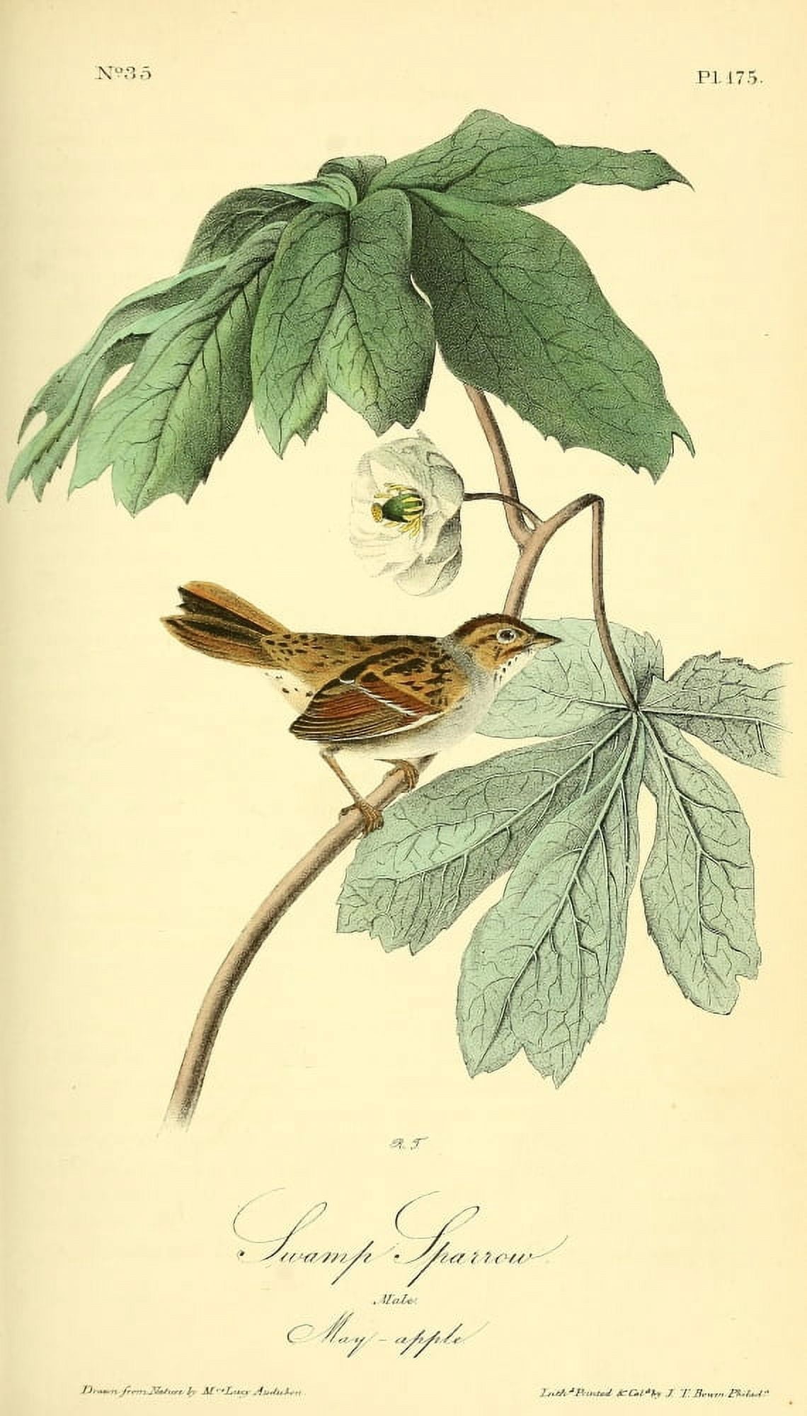 Birds of America 1844 Swamp Sparrow Canvas Art - JJ Audubon (24 x 36)