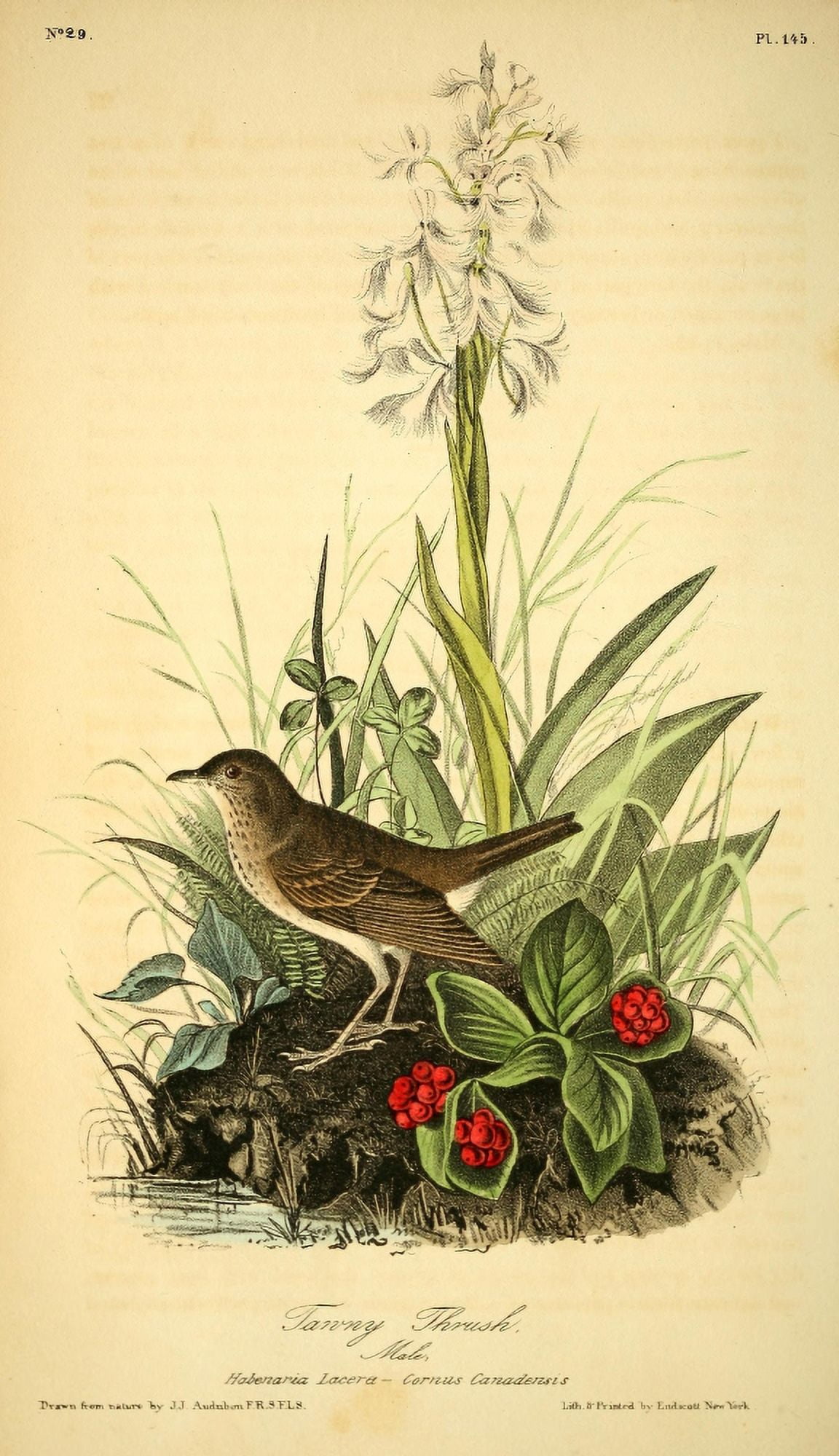 Birds of America 1844 Tawny Thrush Canvas Art - JJ Audubon (18 x 24)