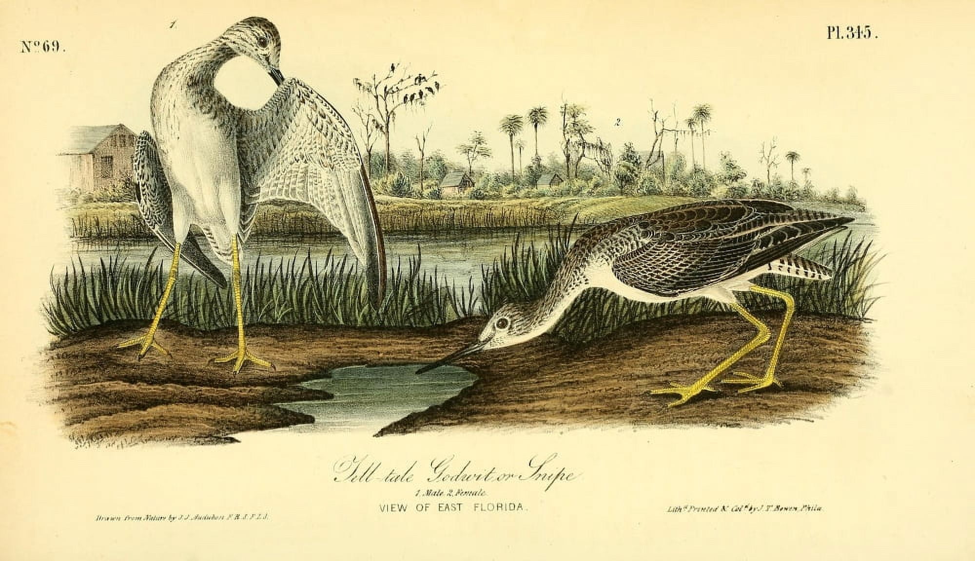 Birds of America 1844 Tell-tale Snipe Canvas Art - JJ Audubon (18 x 24)